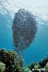 "Vortex of fishes" - A swarm of engeneer gobys by Andre Philip 